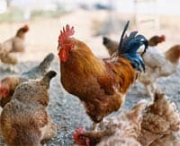 Dịch cúm gia cầm tái phát ở Quảng Ninh không theo quy luật