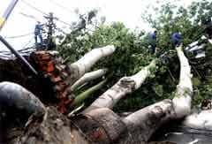 Lốc xoáy giật đổ cây, giao thông TP Hồ Chí Minh tê liệt nhiều giờ