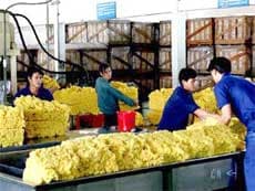 Phê duyệt Quy hoạch phát triển cao su