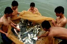 “Trang trại” từ hội thi