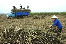 Công nghiệp nhiên liệu sinh học tăng tốc