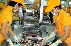 Cá da trơn của Việt Nam thu hút khách hàng châu Âu bởi chất lượng tốt
