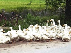 Hỗ trợ diễn tập ứng phó bùng phát cúm gia cầm tại cộng đồng