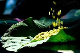 Nhớ cốm vòng