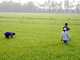 Diễn biến của thời tiết chưa ảnh hưởng nhiều đến sản xuất nông nghiệp