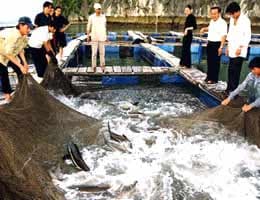 Các tỉnh miền núi phía Bắc và Tây Nguyên không để xảy ra dịch bệnh lớn trong nuôi trồng thủy sản