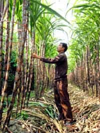 Sẽ quy hoạch lại vùng nguyên liệu mía