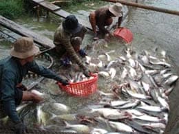 Xây dựng tiêu chuẩn nuôi cá tra, basa toàn cầu