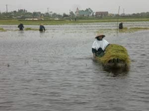 Hàng nghìn hecta lúa vẫn ngập nước