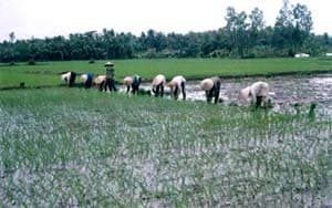 Xuân mới, thời cơ mới