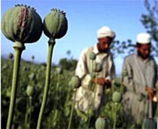 NATO cần đẩy mạnh chiến dịch phòng chống ma túy ở Afghanistan