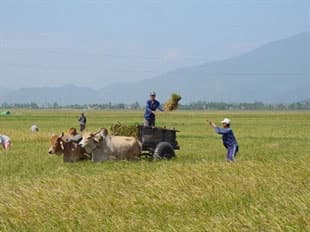 Xử lý nghiêm những doanh nghiệp bán phá giá gạo