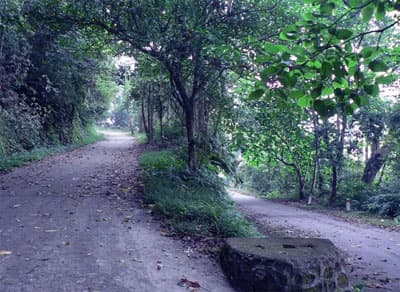 Đánh thức “công chúa ngủ trong rừng”