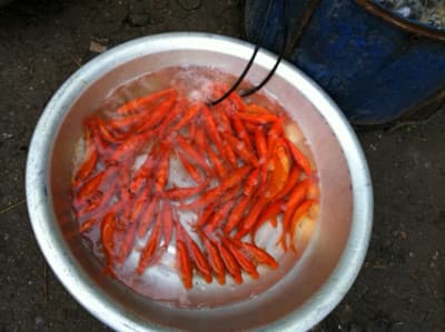 Tiễn Táo quân về Trời