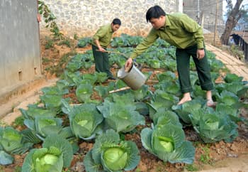 Rau xanh trên đá