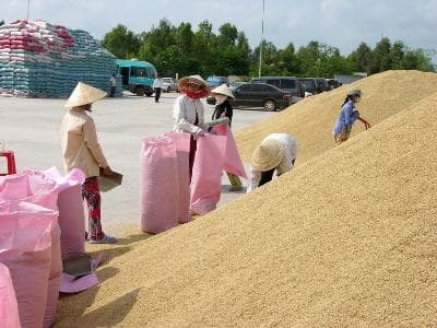Tiền Giang: Giá gạo xuất khẩu tăng mạnh, doanh nghiệp và nông dân đều phấn khởi