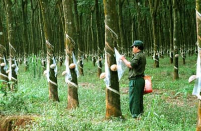 Việt Nam có thể trở thành nước xuất khẩu cao su đứng đầu thế giới
