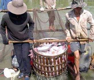 Khơi thông tiềm năng thủy sản Việt Nam trên đường phát triển và hội nhập