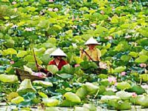 Để cây sen giúp dân thoát nghèo