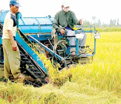 Giải pháp nào để xuất khẩu gạo hiệu quả?