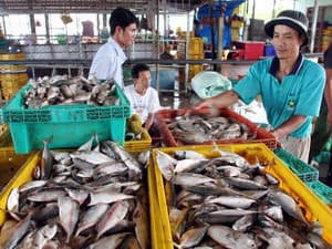 Cần Thơ mở rộng quan hệ ngoại thương với Nga