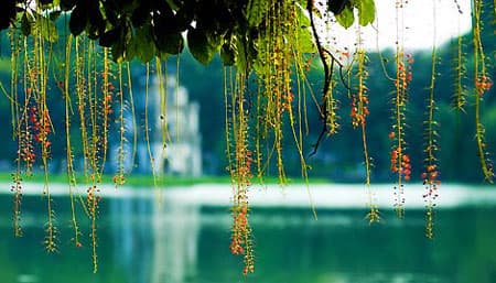 'Không nạo vét, Hồ Gươm sẽ thành đầm lầy'