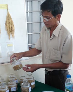 Nông dân tự sản xuất giống lúa