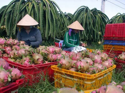 Bài học từ trái thanh long Bình Thuận