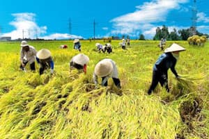 Bội thu sản lượng, chưa bội thu tiền!