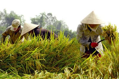 Việt Nam và Campuchia hợp tác sản xuất, xuất nhập khẩu lúa gạo