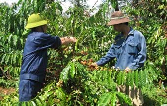 Thủ phủ cà phê vào mùa hái quả