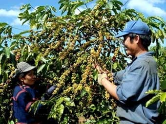 Người trồng càphê Tây Nguyên: Nơm nớp nỗi lo