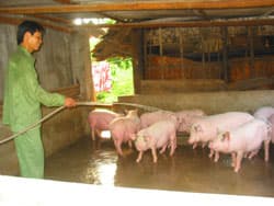 Hơn 65 triệu USD cho ngành chăn nuôi và an toàn thực phẩm của Việt Nam