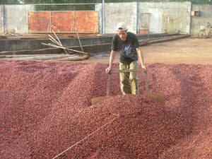 Người trồng cà phê gặp khó