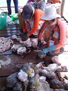 Xuất khẩu cá nóc