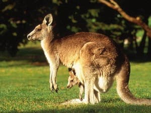 Nông dân Australia muốn tiêu diệt loài chuột túi
