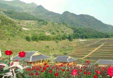 Vườn hồng SaPa