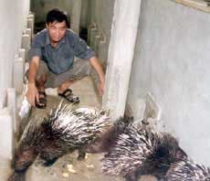 Làm giàu từ nuôi nhím