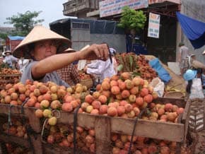 Vải thiều Lục Ngạn: Mất mùa nhưng được giá