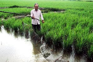 Mô hình lúa – tôm ở Thới Bình