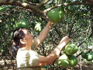 Hướng tới sản phẩm đạt chuẩn quốc tế