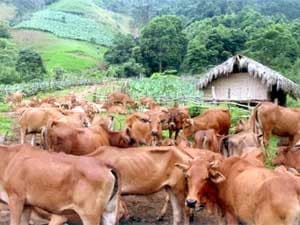 Việt kiều bỏ vốn lập trại nuôi bò lớn nhất Bến Tre