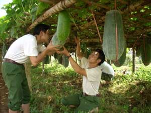 Mệnh lệnh không lời