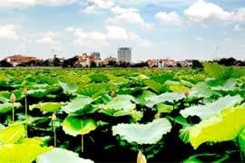 Xin giữ hương sen Tây Hồ