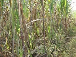 Ngăn chặn bệnh chồi cỏ hại mía