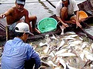 Gắn chíp cho cá