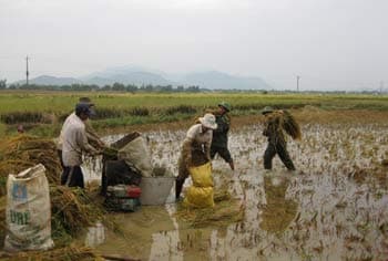 Gác việc quân, về nhanh vùng lũ