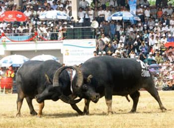 Lễ hội chọi trâu Đồ Sơn: 20 năm khôi phục và phát triển