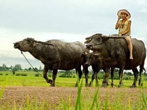 Những con trâu trên đồng sắp thành truyện cổ tích?