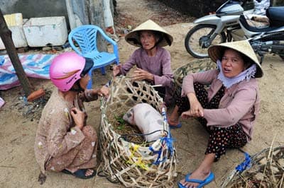 Mua lại lợn nhà mình!